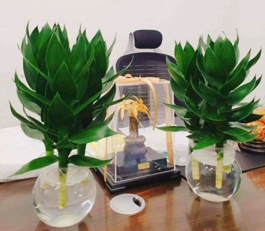 Ý nghĩa phong thủy của cây Phát Tài Búp Sen